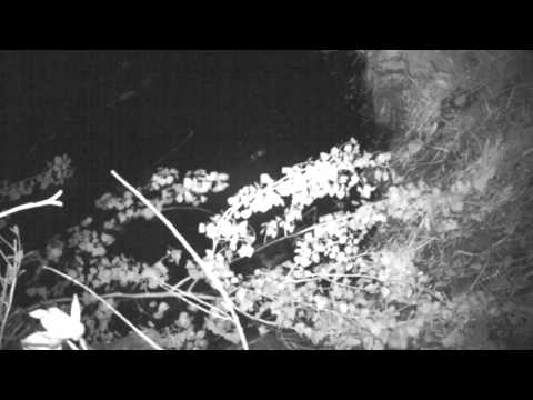 Beaver Run Android