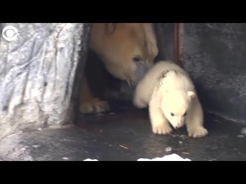WEB EXTRA: Polar Bear Cub Takes First Steps Outside