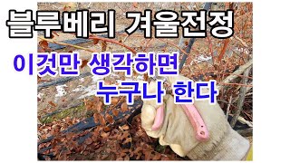 블루베리 겨울전정, 이것만 생각하면 누구나 한다 (블루베리 재배, 블루베리 전정, 블루베리 키우기, 블루베리…