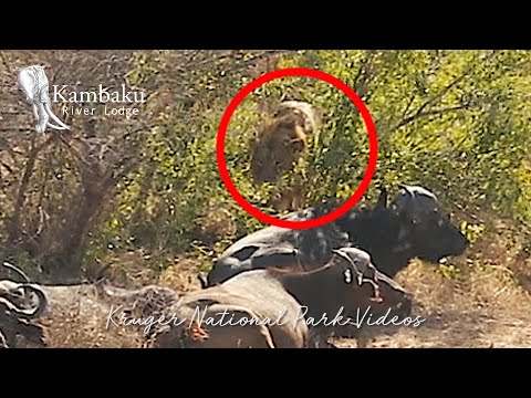 Epic Male Lion hunting fail from 3 feet away | Wildlife Sightings Today.