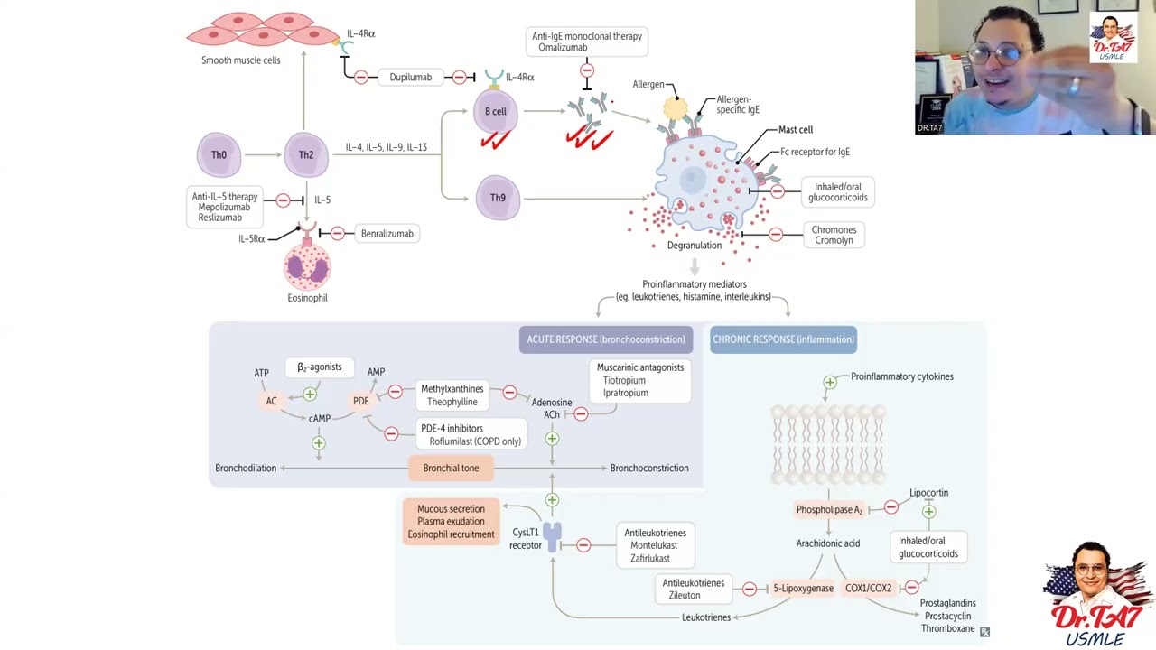DR TA7: RESPIRATORY PHARMACOLOGY 1