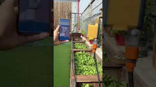 Smartest Way to Water Your Garden! RAINPOINT WiFi Timer Review #youtub