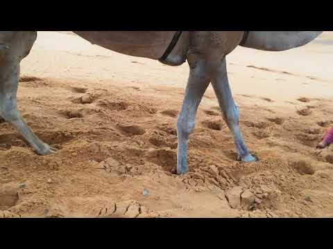 Morocco_Sahara_ Camel slow motion walk