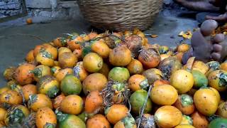 preview picture of video 'How we get Areca nut (supari) | Processing of Areca nut | creativeKDR | vlog 3'