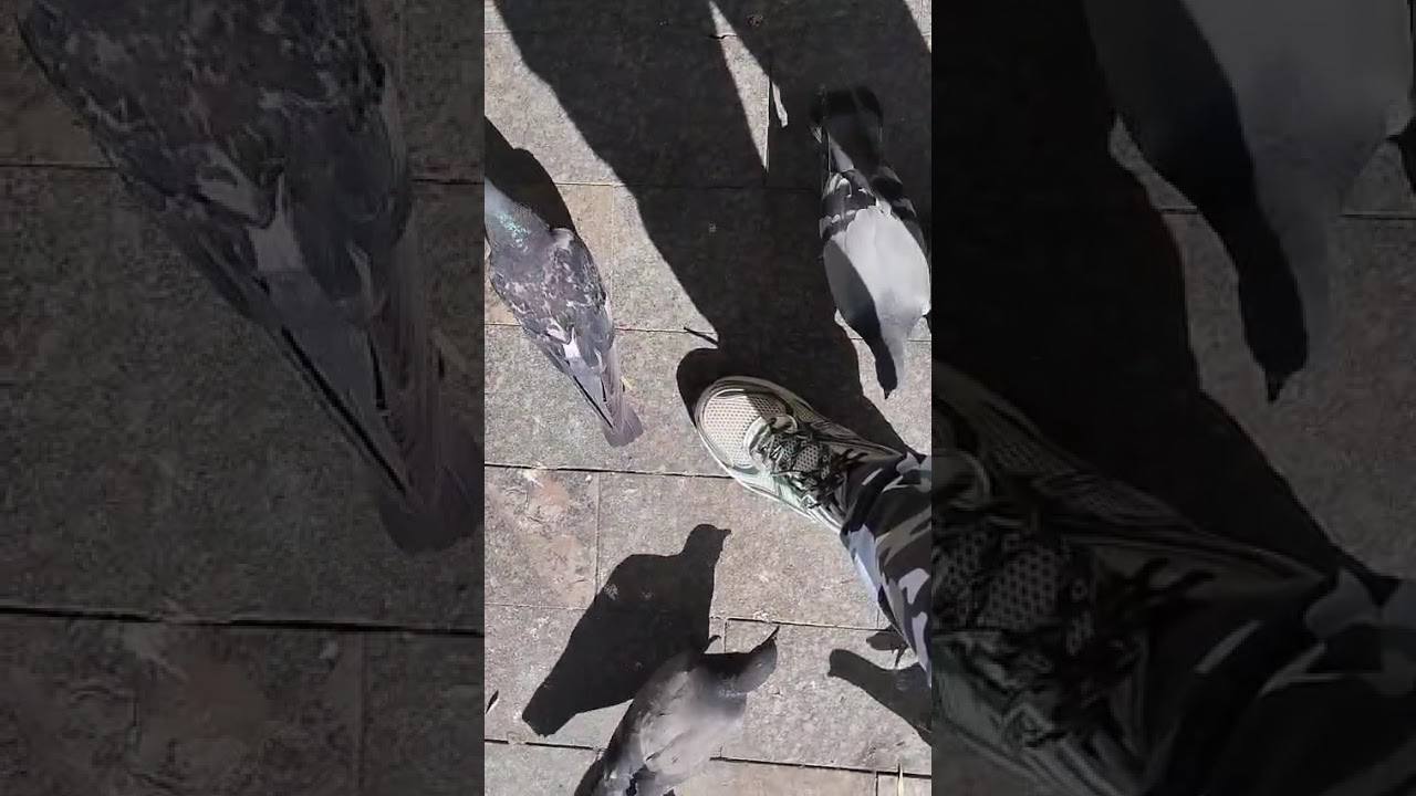 Гуляем с голубями