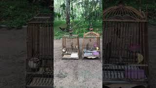 Download lagu Merbah Lekir Gacor mp3 Download lagu Merbah Lekir Gacor mp3