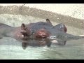 Hippo DetroitZoo