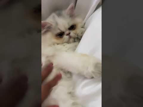 Tengo en mi cama una morrita q ni se como se llama #cat