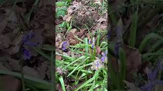 314. The bluebells are coming !
