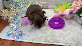 チワワ（ロング）の動画01