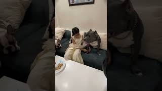 Raksha Bandhan with My Brothers Brody Bunny 😍 #shorts #rakshabandhan