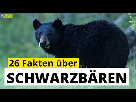 26 Steckbrief-Fakten über Schwarzbären - Doku-Wissen über Tiere - für Kinder
