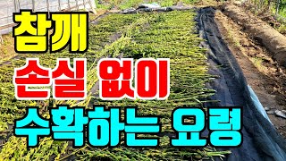 참깨 수확시기 최대한 손실없이 수확하는 방법