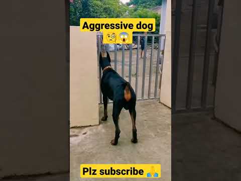 😱most aggressive dog #dog #viral #shorts #trading #video #funnyvideo #dorimon