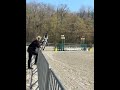 Poney de sport Connemara 2022 taille D