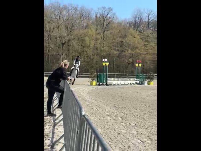Poney de sport Connemara 2022 taille D
