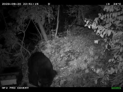 一頭成年公熊侵入蜂場破壞蜂箱後，叼走蜂巢片