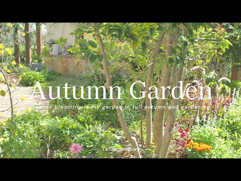 凍らない屋外植物：秋に植える10種以上  庭園