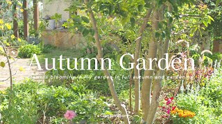 [Autumn gardening] Care for perennial plants that should be done before winter [T's Garden]