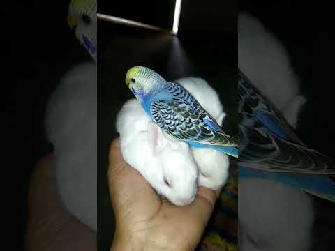 Do parrot come back if they fly away?||#shorts