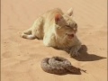 Combat pour leur survie dans le désert : chat vs serpent