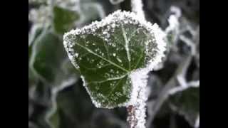 Jingle Bells - SHeDAISY