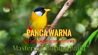 Download lagu FIRST COLORS OF BIRD SOUND MASTERING | SPECIAL FILLING GACOR BIRD mp3 Download lagu FIRST COLORS OF BIRD SOUND MASTERING | SPECIAL FILLING GACOR BIRD mp3