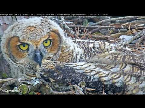 Adventurous Owl Fledgling Returns To Nest Site For A Siesta – April 16, 2022