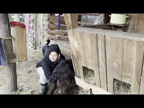 Ziege Katrusa ist krank - die nächste Katastrophe