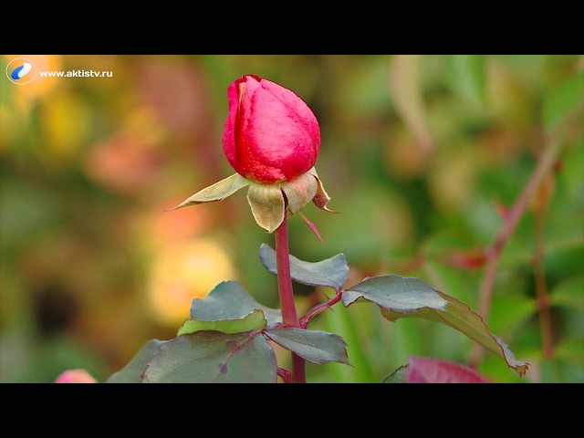 Академия на грядках от 17.10.2018