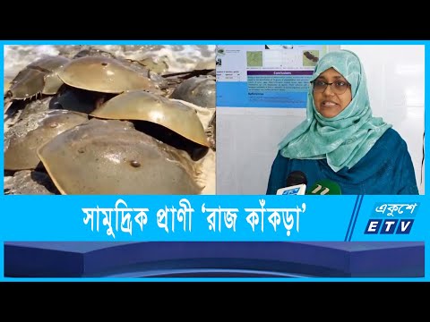 রাজ কাঁকড়া আর ঝিনুক নিয়ে গবেষণা