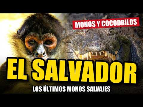 Los ÚLTIMOS monos salvajes de El Salvador viven en la Bahía de Jiquilisco
