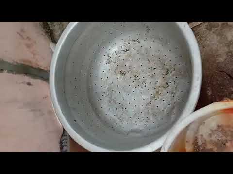 10 Cats playing together 😊