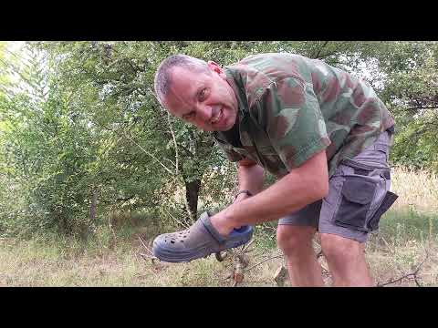Betegeskedő szilvafa metszése Fuxtec  FX-KS162 -vel kerti papucsban | 4K!!! 2021-09-02