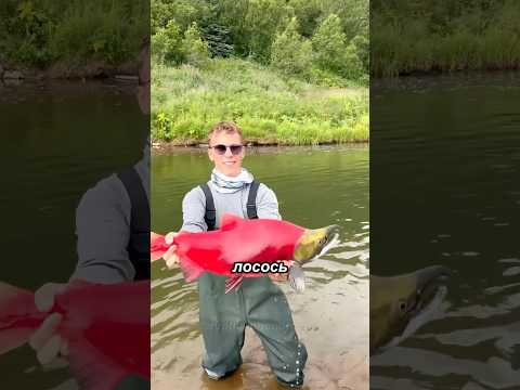 🐟🩸Шокирующий финал лосося