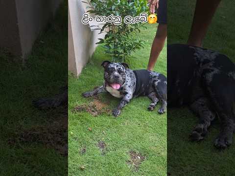 #fyp #trendingshorts  #americanbully #srilanka