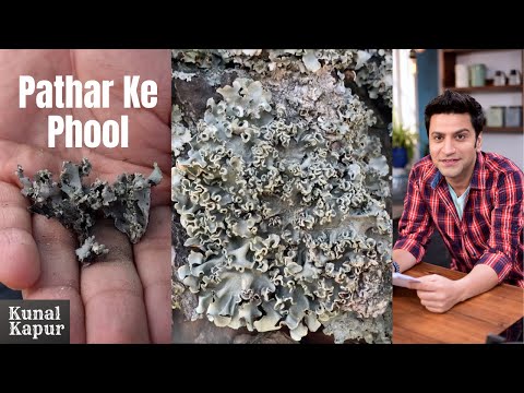 , title : 'Pathar Ke Phool Kya Hota hai |  Dagad Phool, Kalpasi, Stone Flower | Kunal Kapur Recipes Uttarakhand'
