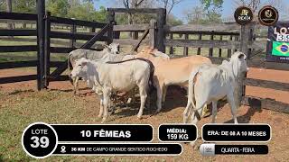 Vídeo LOTE 39