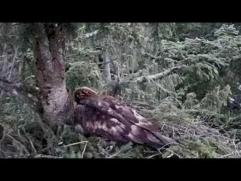 Congratulations 💖, an egg for the golden eagle couple Lucina and Caliman Stelian Bodnari