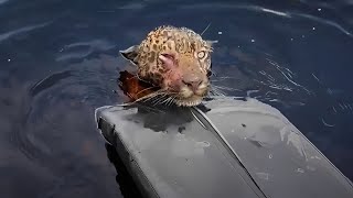 50 PESSOAS HEROICAS QUE SALVARAM A VIDA DE ANIMAIS