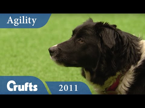 Agility - Crufts Team - Medium Finals 2011 | Crufts Dog Show