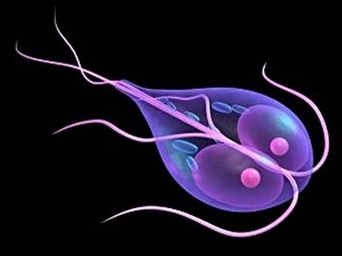 Parassiti di storione pericolosi per la persona Lekar. da vermi