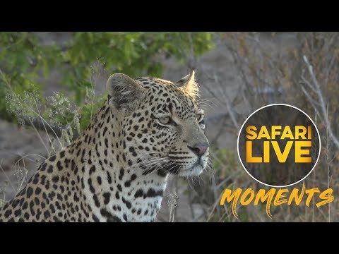 Honey, I'm Home: Hosana Returns!