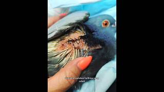 Download lagu Saving Injured Wild Pigeons #shortvideo #pigeons #respect mp3