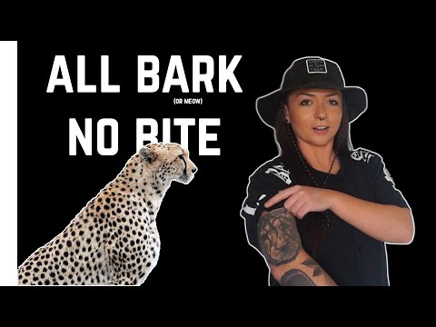 How cheetahs became genetically f***ed | Lindsay Nikole