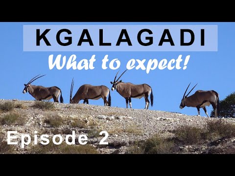 KGALAGADI 2023 Episode 2 - Are there still animals? Watch till the end to see my take on the animals