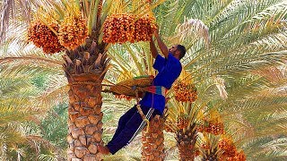 Dates palm Harvesting by Shaking Machine - Packing Dates Modern Agricultural Technology