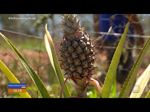 Projeto de plantio de abacaxi se destaca em Mirante do Paranapanema