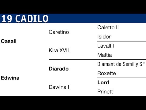 Holsteiner Körung 2018 | Nr. 19 - Cadilo