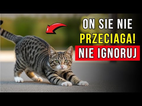 Jeśli twój kot przeciąga się na twój widok, obejrzyj to...